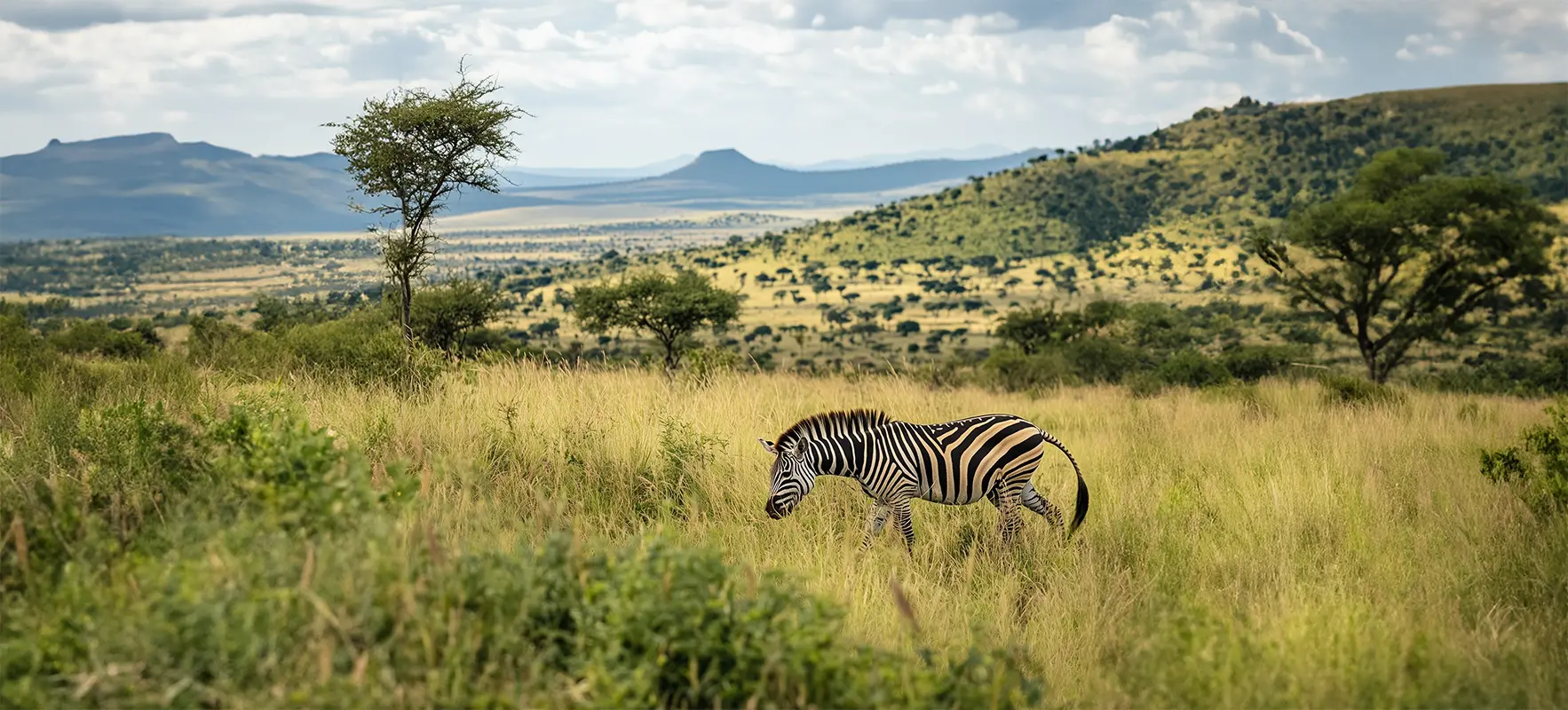 A zebra grazing in a Kenyan landscape